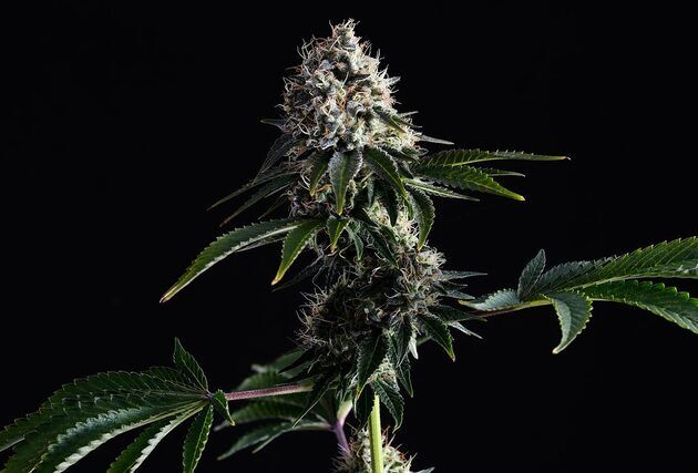 Graines de cannabis Swiss Dream CBD féminisées de Kannabia pour intérieur et extérieur